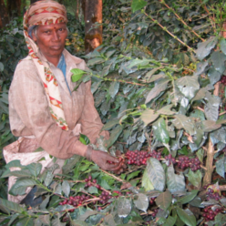 India-Cherry-AA-Robusta---(60Kg)-(CM-IN-055)